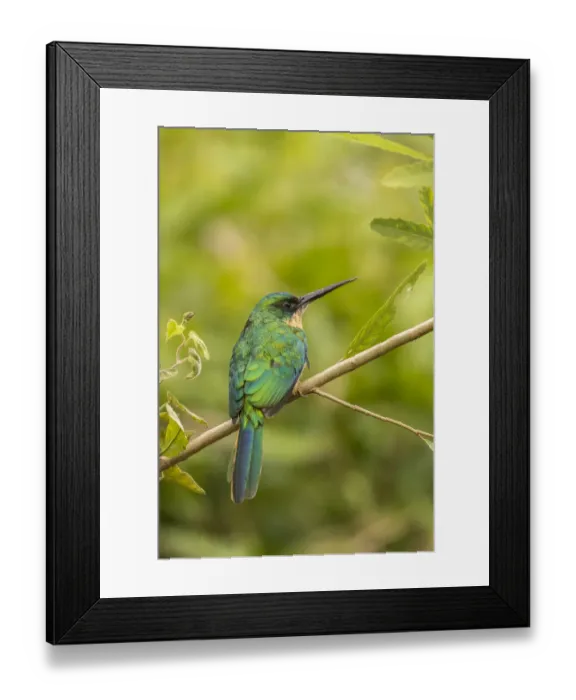 Framed Print : Brazil, Pantanal. Rufous-tailed jacamar bird on limb. Credit as Framed Print : Brazil, Pantanal. Rufous-tailed jacamar bird on limb. Credit as