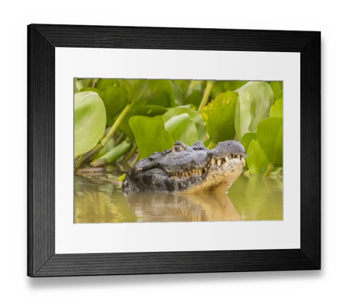Framed Print : Brazil, Pantanal. Jacare caiman reptile in water. Credit as
