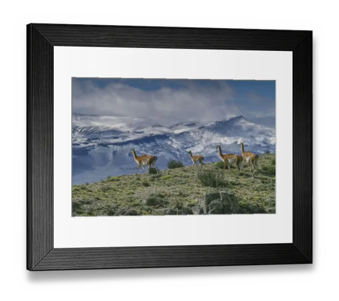 Framed Print : Guanacos graze with backdrop of snowy mountain. Torres Del Paine National Park, Chile