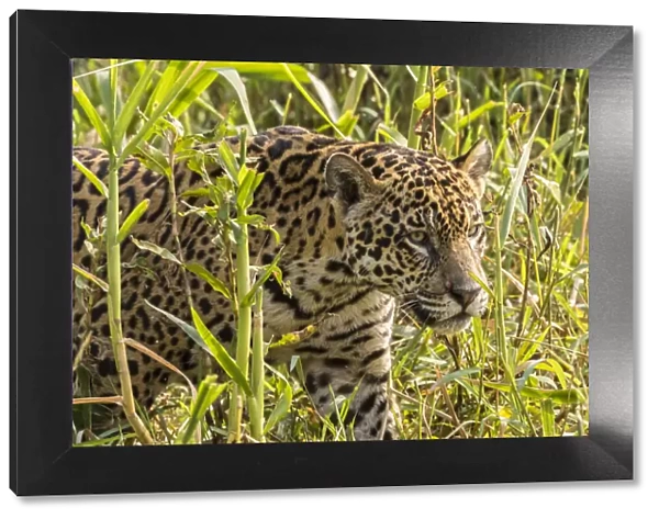 Brazil, Pantanal. Close-up of jaguar. Credit as: Cathy & Gordon Illg  /  Jaynes Gallery  / 