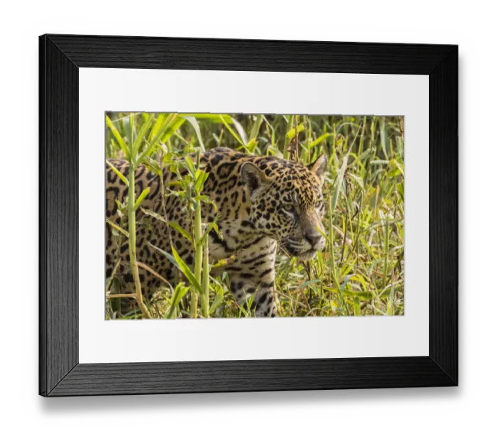 Framed Print : Brazil, Pantanal. Close-up of jaguar. Credit as: Cathy & Gordon Illg / Jaynes Gallery / Framed Print : Brazil, Pantanal. Close-up of jaguar. Credit as: Cathy & Gordon Illg / Jaynes Gallery /