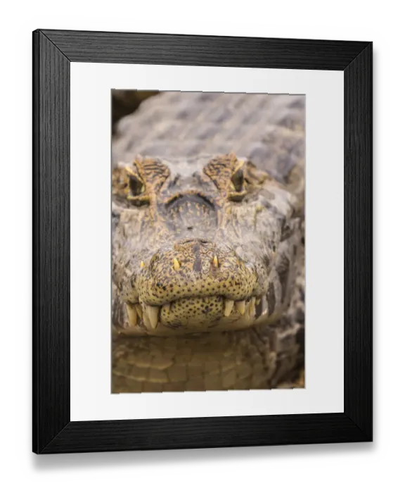 Framed Print : Brazil, Pantanal. Jacare caiman reptile in water. Credit as Framed Print : Brazil, Pantanal. Jacare caiman reptile in water. Credit as