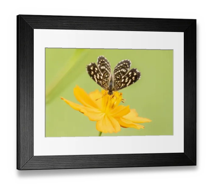 Framed Print : Brazil, Pantanal. Butterfly on flower. Credit as: Cathy & Gordon Illg / Jaynes Gallery / Framed Print : Brazil, Pantanal. Butterfly on flower. Credit as: Cathy & Gordon Illg / Jaynes Gallery /