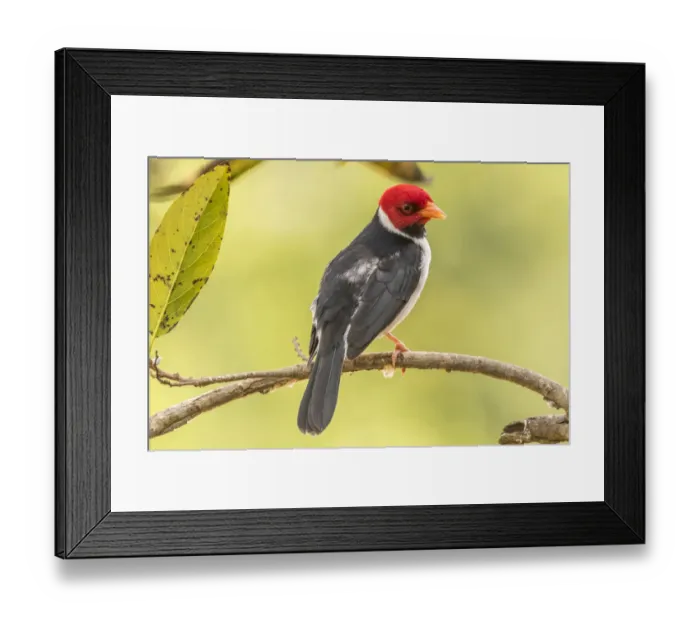 Framed Print : Brazil, Pantanal. Yellow-billed cardinal on limb. Credit as Framed Print : Brazil, Pantanal. Yellow-billed cardinal on limb. Credit as