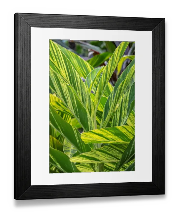 Framed Print : Shell ginger plant
