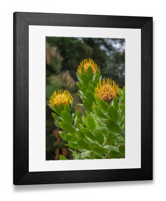 Framed Print : Pincushion flower