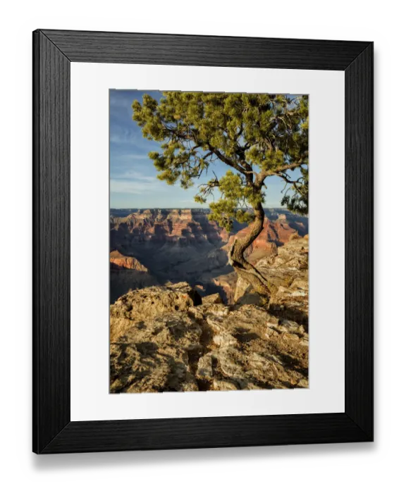 Framed Print : USA, Arizona, Grand Canyon National Park, Pinyon Pine grows cliffside at Hopi Point