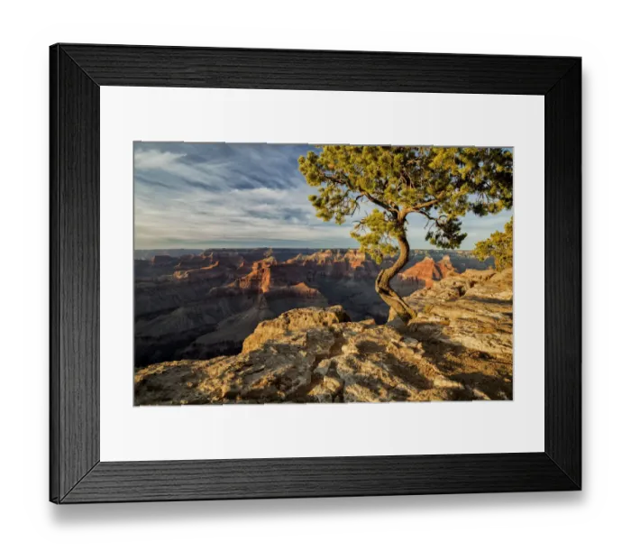 Framed Print : USA, Arizona, Grand Canyon National Park, Pinyon Pine grows cliffside at Hopi Point Framed Print : USA, Arizona, Grand Canyon National Park, Pinyon Pine grows cliffside at Hopi Point