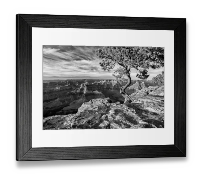 Framed Print : USA, Arizona, Grand Canyon National Park, Pinyon Pine grows cliffside at Hopi Point Framed Print : USA, Arizona, Grand Canyon National Park, Pinyon Pine grows cliffside at Hopi Point
