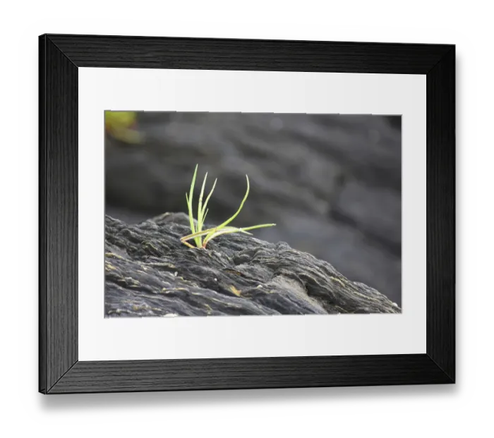 Framed Print : Alaska, Ketchikan, goose tongue (Plantago maritima) growing in shale rock Framed Print : Alaska, Ketchikan, goose tongue (Plantago maritima) growing in shale rock