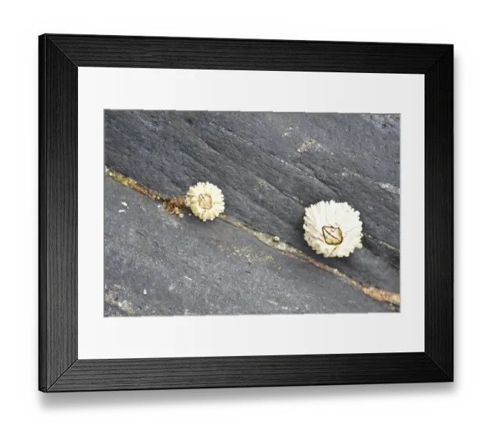 Framed Print : Alaska, Ketchikan, barnacle close-up Framed Print : Alaska, Ketchikan, barnacle close-up