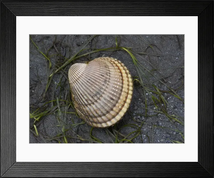 Framed Print : Alaska, Ketchikan, cockle shell on beach Framed Print : Alaska, Ketchikan, cockle shell on beach