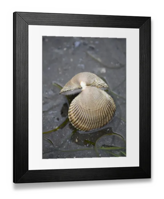 Framed Print : Alaska, Ketchikan, cockle shell on beach Framed Print : Alaska, Ketchikan, cockle shell on beach