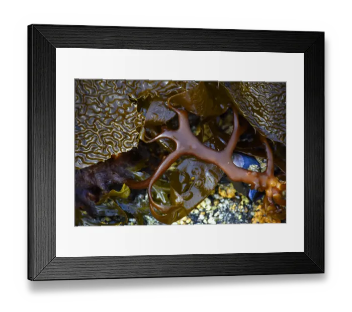 Framed Print : USA, Alaska, Sitka, seaweed detail on beach Framed Print : USA, Alaska, Sitka, seaweed detail on beach