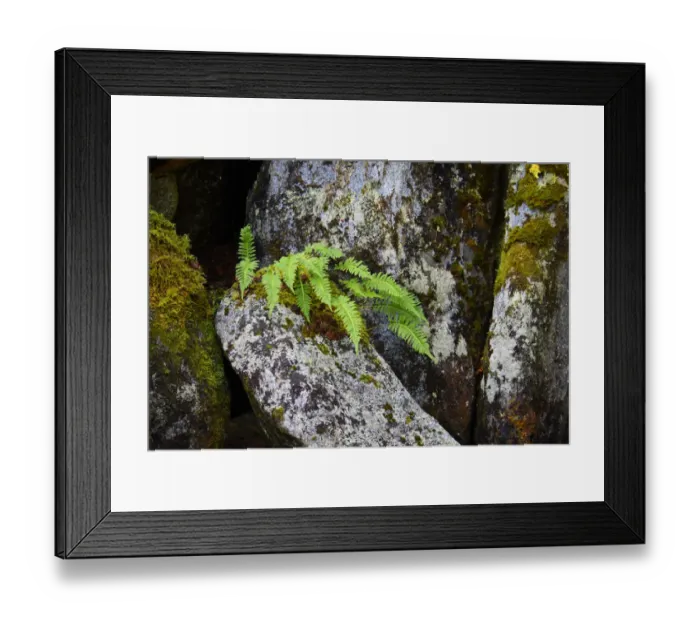 Framed Print : USA, Alaska, Sitka, ferns growing on boulders Framed Print : USA, Alaska, Sitka, ferns growing on boulders