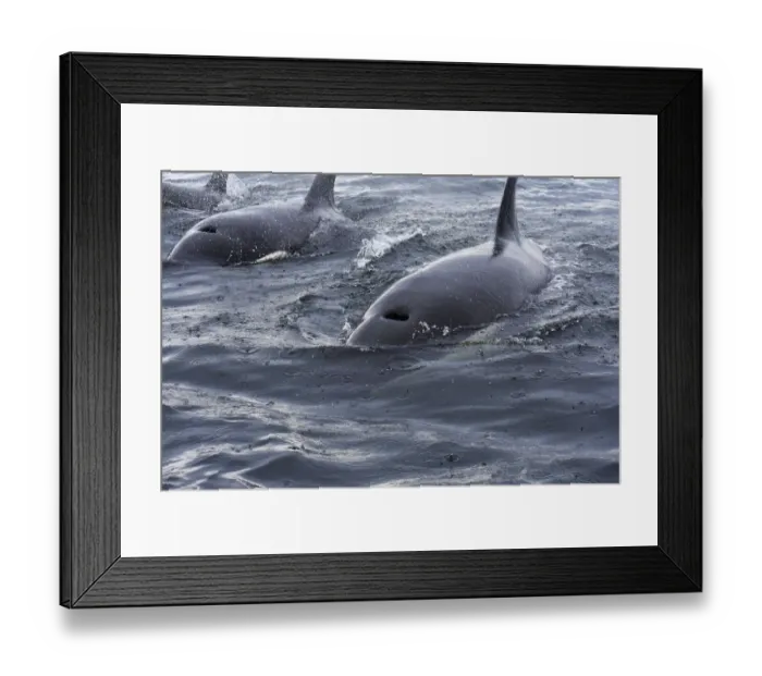 Framed Print : USA, Alaska, Sitka, Sitka Sound killer whales playing in water