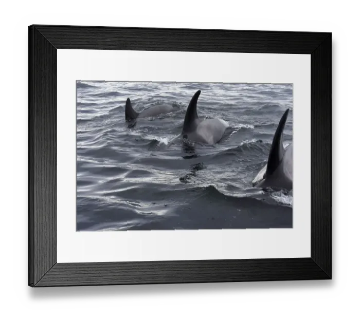 Framed Print : USA, Alaska, Sitka, Sitka Sound killer whales playing in water Framed Print : USA, Alaska, Sitka, Sitka Sound killer whales playing in water