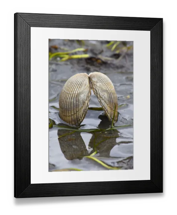 Framed Print : Alaska, Ketchikan, cockle shell on beach Framed Print : Alaska, Ketchikan, cockle shell on beach