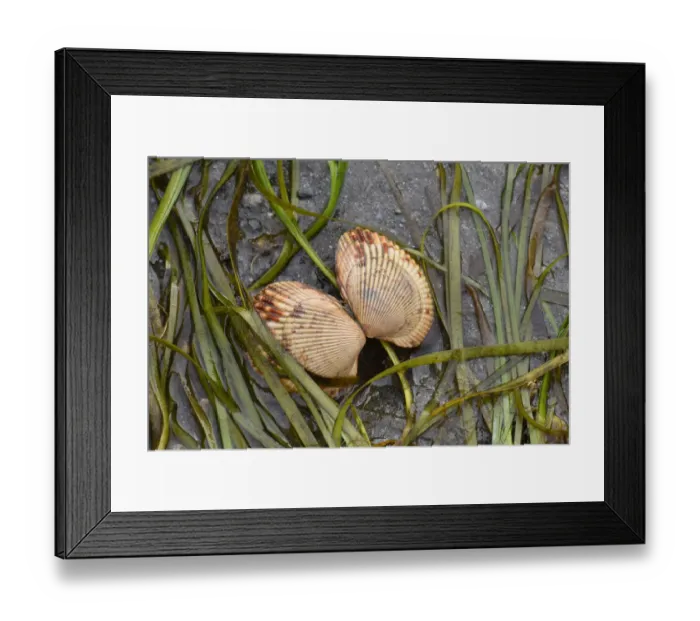 Framed Print : Alaska, Ketchikan, cockle shell on beach Framed Print : Alaska, Ketchikan, cockle shell on beach