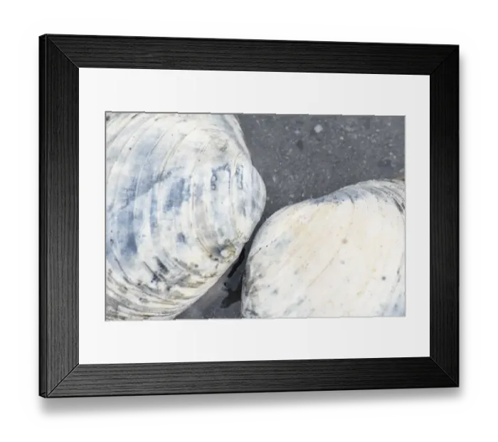 Framed Print : Alaska, Ketchikan, clam shells on beach Framed Print : Alaska, Ketchikan, clam shells on beach