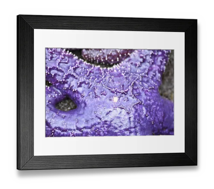 Framed Print : Alaska, Ketchikan, Sea star (Pisaster orchraceus)
