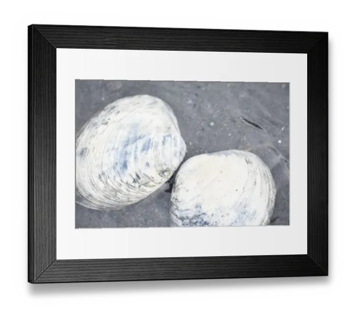 Framed Print : Alaska, Ketchikan, clam shells on beach Framed Print : Alaska, Ketchikan, clam shells on beach