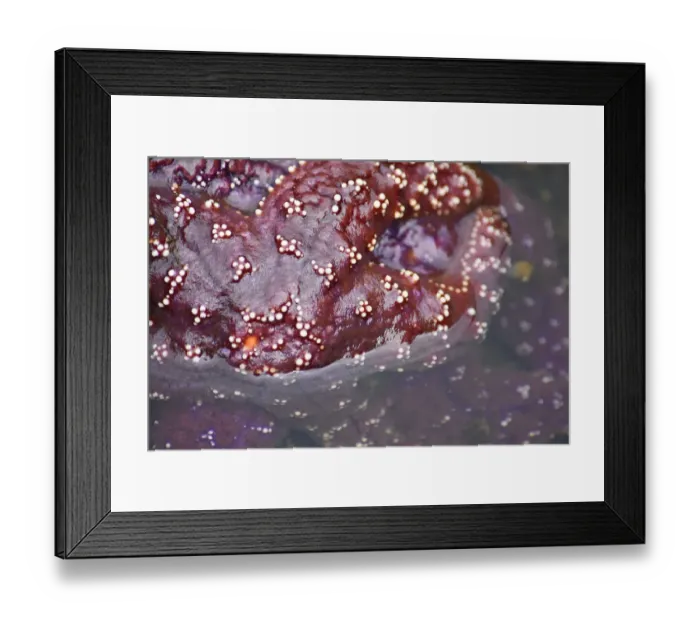 Framed Print : Alaska, Ketchikan, Sea star (Pisaster orchraceus) Framed Print : Alaska, Ketchikan, Sea star (Pisaster orchraceus)
