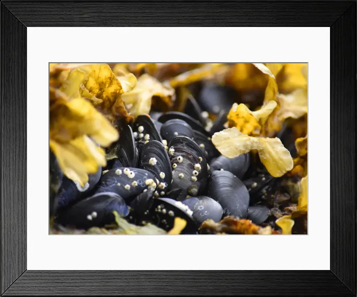 Framed Print : Alaska, Ketchikan, mussels on beach with barnacles Framed Print : Alaska, Ketchikan, mussels on beach with barnacles