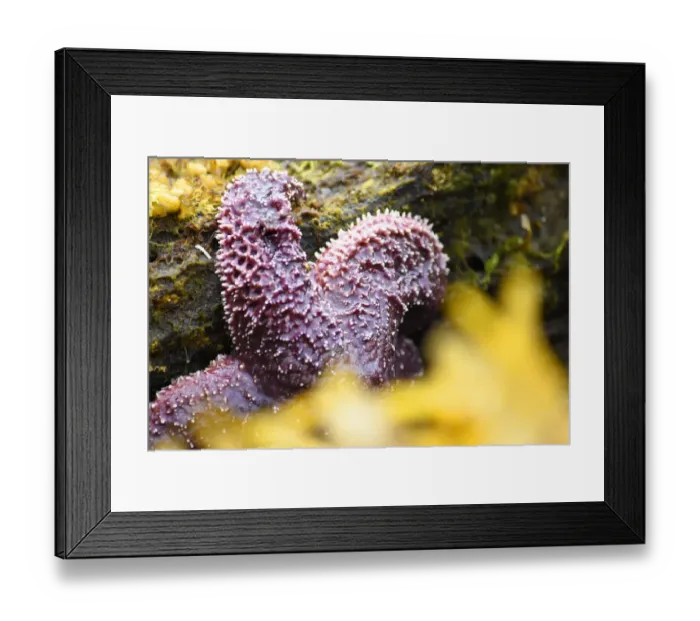 Framed Print : Alaska, Ketchikan, Sea star (Pisaster orchraceus)