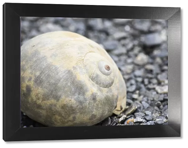 Alaska, Ketchikan, moon snail shell on beach