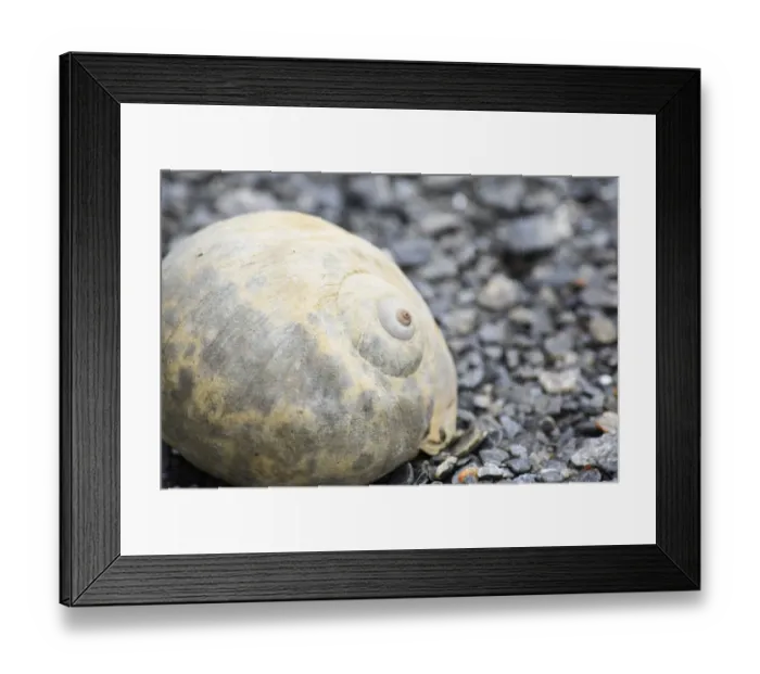 Framed Print : Alaska, Ketchikan, moon snail shell on beach Framed Print : Alaska, Ketchikan, moon snail shell on beach