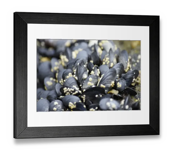 Framed Print : Alaska, Ketchikan, mussels on beach with barnacles Framed Print : Alaska, Ketchikan, mussels on beach with barnacles