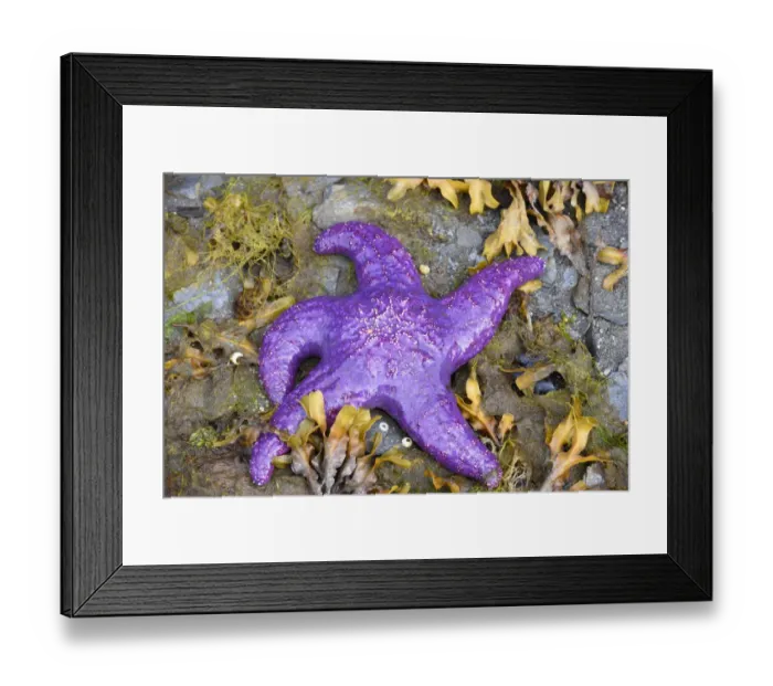 Framed Print : Alaska, Ketchikan, Sea star (Pisaster orchraceus)
