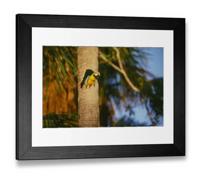 Framed Print : Blue-and-Yellow Macaw perched in trunk nest cavity, Peru Framed Print : Blue-and-Yellow Macaw perched in trunk nest cavity, Peru