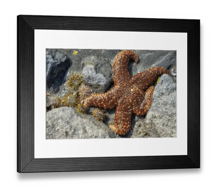 Framed Print : Sea Star, tidal pool, Juneau, Alaska, USA Framed Print : Sea Star, tidal pool, Juneau, Alaska, USA