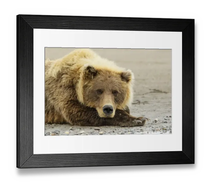 Framed Print : Brown bear resting on the beach, Silver Salmon Creek, Lake Clark National Park, Alaska Framed Print : Brown bear resting on the beach, Silver Salmon Creek, Lake Clark National Park, Alaska