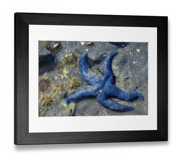 Framed Print : Blue Sea Star, tidal pool, Juneau, Alaska, USA Framed Print : Blue Sea Star, tidal pool, Juneau, Alaska, USA