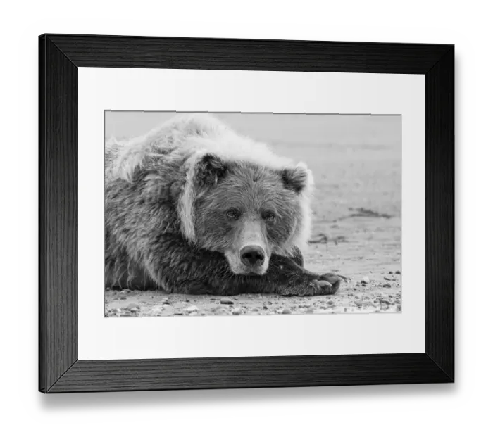 Framed Print : Brown bear resting on the beach, Silver Salmon Creek, Lake Clark National Park, Alaska