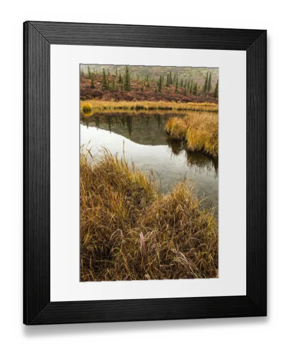 Framed Print : Fall Foliage, Alaska Framed Print : Fall Foliage, Alaska