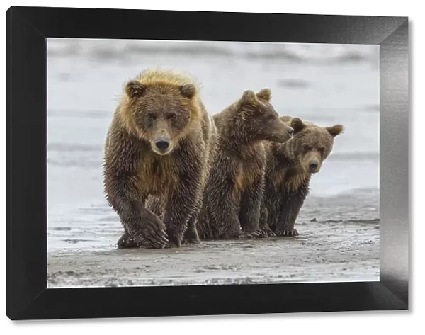Female Brown bear and cubs, Silver Salmon Creek, Lake Clark National Park, Alaska