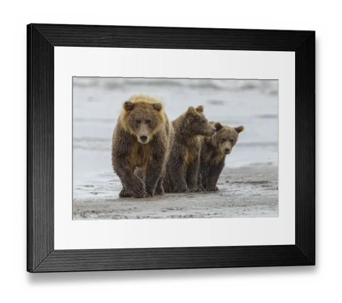 Framed Print : Female Brown bear and cubs, Silver Salmon Creek, Lake Clark National Park, Alaska Framed Print : Female Brown bear and cubs, Silver Salmon Creek, Lake Clark National Park, Alaska