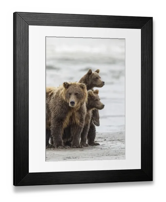 Framed Print : Female Brown bear and cubs, Silver Salmon Creek, Lake Clark National Park, Alaska Framed Print : Female Brown bear and cubs, Silver Salmon Creek, Lake Clark National Park, Alaska