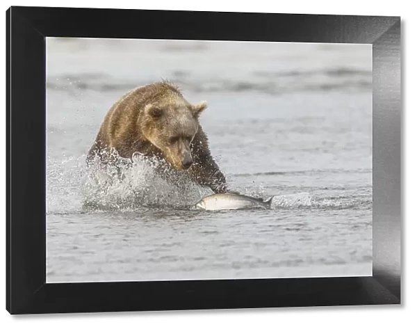 Brown bear chasing salmon, Silver Salmon Creek, Lake Clark National Park, Alaska