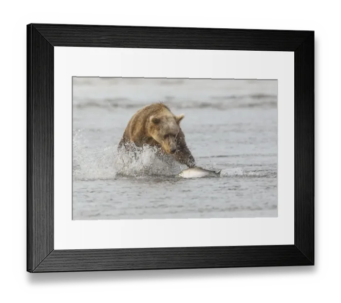 Framed Print : Brown bear chasing salmon, Silver Salmon Creek, Lake Clark National Park, Alaska Framed Print : Brown bear chasing salmon, Silver Salmon Creek, Lake Clark National Park, Alaska