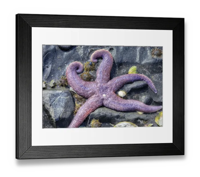 Framed Print : Purple Star, starfish, tidal pool, Juneau, Alaska, USA Framed Print : Purple Star, starfish, tidal pool, Juneau, Alaska, USA