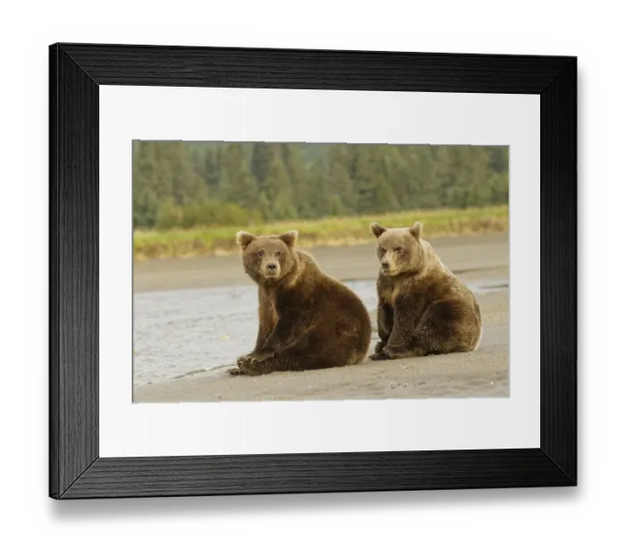 Framed Print : Brown bear cubs nursing, Silver Salmon Creek, Lake Clark National Park, Alaska Framed Print : Brown bear cubs nursing, Silver Salmon Creek, Lake Clark National Park, Alaska
