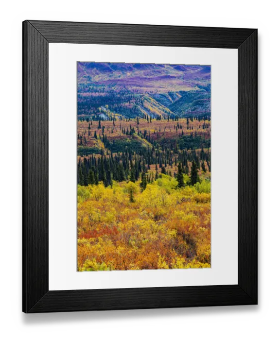 Framed Print : Glenn Highway, Alaska, forest Framed Print : Glenn Highway, Alaska, forest