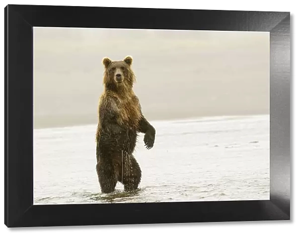 Brown bear standing upright, Silver Salmon Creek, Lake Clark National Park, Alaska