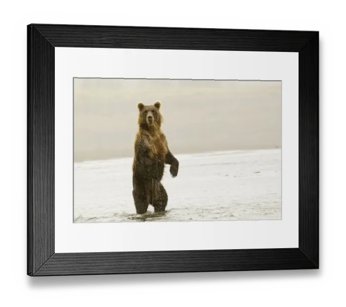 Framed Print : Brown bear standing upright, Silver Salmon Creek, Lake Clark National Park, Alaska Framed Print : Brown bear standing upright, Silver Salmon Creek, Lake Clark National Park, Alaska