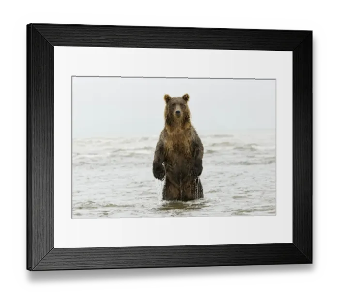 Framed Print : Brown bear standing upright, Silver Salmon Creek, Lake Clark National Park, Alaska Framed Print : Brown bear standing upright, Silver Salmon Creek, Lake Clark National Park, Alaska